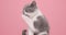 Cute little grey and white cat on pink studio background