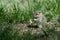Cute Little Ground Squirrel Enjoying a Snack