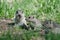 Cute Little Ground Squirrel Enjoying a Snack