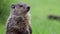 Cute little groundhog in green grass stands alert then turns away another in background