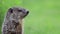 Cute little groundhog in green grass turns head three times room for text copy