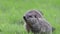 Cute little groundhog runs in bright spring green grass