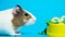 Cute little guinea pig amusingly chews parsley on a blue background