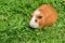 Cute little guinea pig sitting on green grass