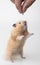 A cute little hamster