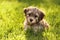 Cute little havanese puppy dog is sitting in the grass