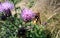 Cute little honey bee on a thistle,