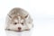 Cute little husky puppy isolated