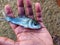 cute little indian catla carp fish fingerling baby seed in hand of a farmer