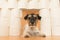 Cute little Jack Russell Terrier dog is busy with toilet paper