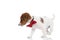 cute little jack russell terrier dog walking to a side