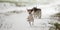 Cute little Jack Russell Terrier dogs happily run across a snowy meadow in winter