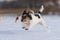 Cute little Jack Russell Terrier dogs happily run across a snowy meadow in winter