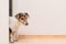 Cute little Jack Russell Terrier looks curiously through the open door in the apartment. He stands in front of a white wall