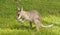 Cute little Joey kangaroo feeding