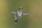 Cute little juvenile male Hummingbird in flight.