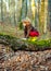 Cute little kid boy enjoying climbing on tree on autumn day. Happy child in autumnal clothes learning to climb, having