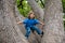 Cute little kid boy enjoying climbing on tree on summer day. Cute child learning to climb, having fun in forest or park