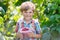 Cute little kid picking fresh berries on raspberry field.