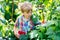 Cute little kid picking fresh berries on raspberry field.