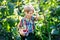 Cute little kid picking fresh berries on raspberry field.