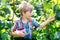 Cute little kid picking fresh berries on raspberry field.