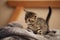 Cute little kitten on bed. Caring for pets, pet from the shelter for animals