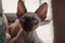 Cute little kitten breed Devon Rex look at you