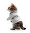 Cute little Kitten dressed as a doctor, isolated on white background, cute and funny cats concept, realistic design illustration,