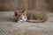 Cute little kitten. ginger kitten, kitten lies on the fluffy carpet at home