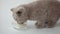 Cute little kitten greedily lapping milk from a saucer