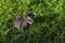 Cute little kitten on green summer grass. Little kitty with blue eyes and small ears. Curious cat baby walk outdoor.