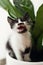 Cute little kitten meowing under green leaves in stylish room. a