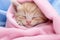 Cute Little Kitten Relaxed and Peacefully Sleeping on a Soft, Cozy Blanket with Ample Copy Space