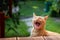 Cute little kitten resting in the garden and yawns