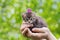 Cute little kitten sitting in male hands against beautiful bokeh background