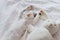 Cute little kitten sleeping on soft bed with bunny toy. Adorable tired kitty taking nap on cozy bed