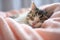 Cute little kitten sleeping on soft blanket at home, closeup