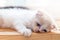 Cute little kitten sleeps on table ,White baby cat with eye blue