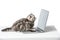 cute little kitten using laptop with blank screen