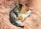 Cute little kittens sleeping on pink furry blanket