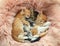 Cute little kittens sleeping on pink furry blanket