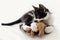 Cute little kitty with amazing eyes playing with little teddy to