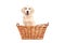 Cute little Labrador puppy sitting in a basket