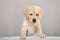 Cute little labrador retriever puppy stands putting his front paws on flat horizontal surface. banner, sign on grey background