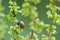 Cute little ladybug with red wings and black dotted hunting for plant louses as biological pest control and natural insecticide