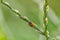 Cute little ladybug with red wings and black dotted hunting for plant louses as biological pest control and natural insecticide