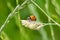 Cute little ladybug with red wings and black dotted hunting for plant louses as biological pest control and natural insecticide