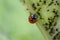 Cute little ladybug with red wings and black dotted hunting for plant louses as biological pest control and natural insecticide