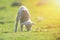 Cute little lamb eating on meadow